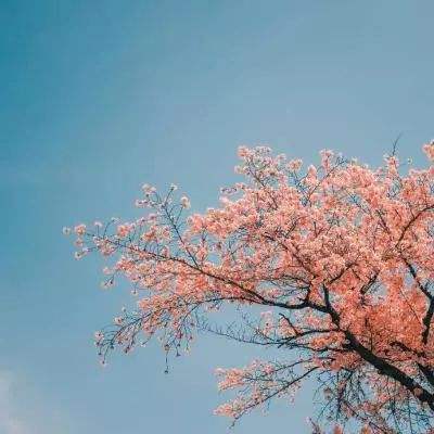 视频丨黄山千年迎客松开花了！你见过松树的花吗？